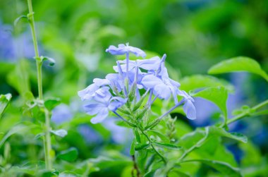 Yeşil Yaprak ve Mavi Çiçeğin Doku arkaplanı