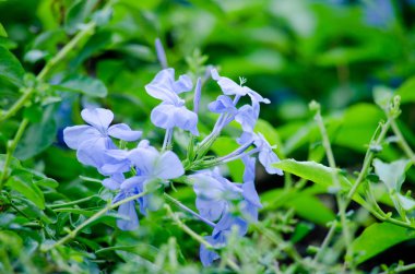 Yeşil Yaprak ve Mavi Çiçeğin Doku arkaplanı