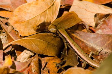 Yeşil kertenkele kahverengi yaprağın üzerinde bir böcek yiyor.