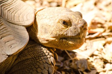 Büyük kaplumbağa çok yaşlıdır, vejetaryen gibi yer.