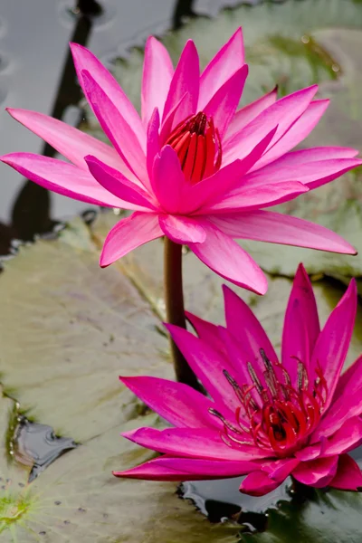 Pembe güzel nilüfer çiçeği ve gölette yeşil yaprak