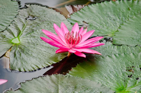 Rosa Hermoso Loto Hoja Verde Estanque — Foto de Stock