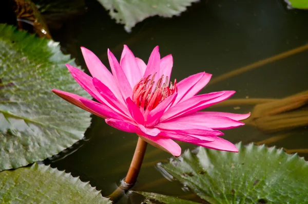 Rosa Hermoso Loto Hoja Verde Estanque — Foto de Stock