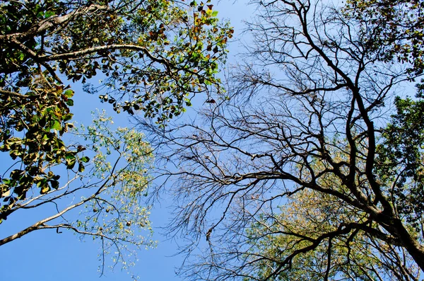 Textura Fundo Folha Verde Céu Azul Está Floresta Meio Dia — Fotografia de Stock