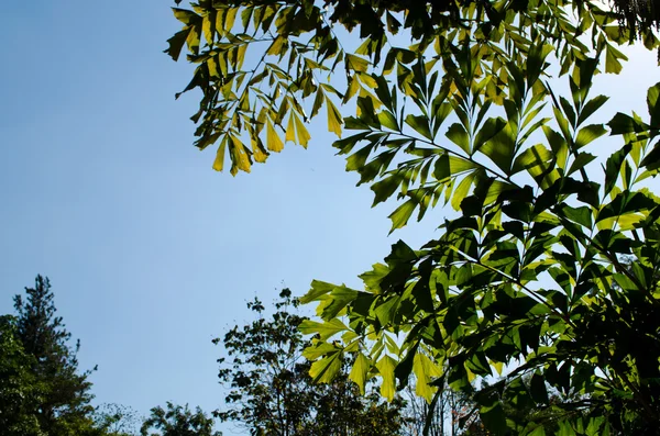 Textura Fundo Folha Verde Céu Azul Está Floresta Meio Dia — Fotografia de Stock