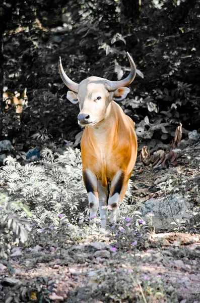 Banteng Estaba Lista Roja Especies Amenazadas Especies Amenazadas Naturaleza Tailandia —  Fotos de Stock