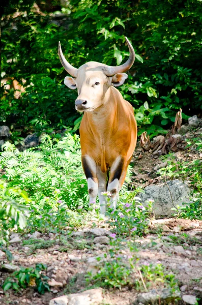 Banteng Benne Volt Veszélyeztetett Fajok Vörös Listáján Természetben Thaiföldön Úgy — Stock Fotó