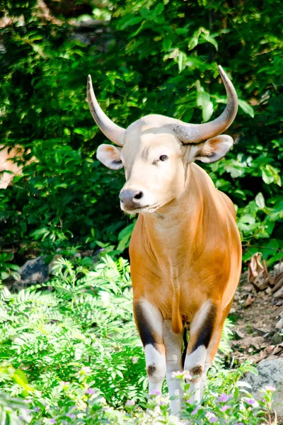 Banteng tehlike altındaki türler listesindeydi doğada, Tayland 'da ve kayada bir şeye bakıyordu.