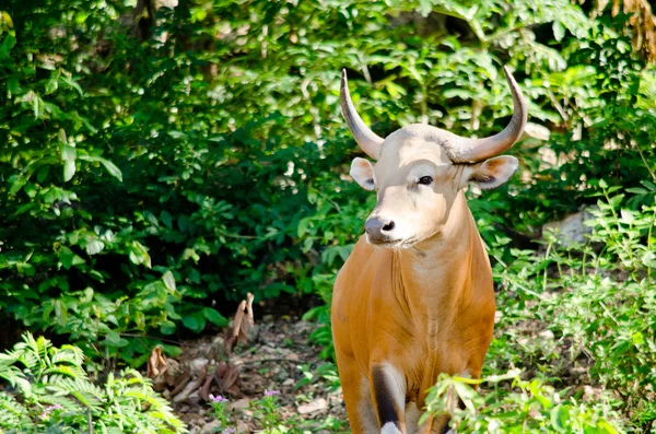 Banteng Estava Lista Vermelha Espécies Ameaçadas Espécies Ameaçadas Natureza Tailândia — Fotografia de Stock