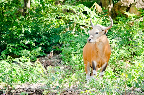 Banteng Estava Lista Vermelha Espécies Ameaçadas Espécies Ameaçadas Natureza Tailândia — Fotografia de Stock