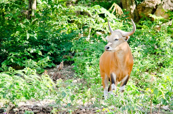 Banteng Était Dans Liste Rouge Des Espèces Menacées Chez Les — Photo