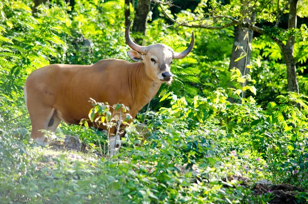Banteng Red List Threatened Species Endangered Species Nature Thailand Looking — 스톡 사진