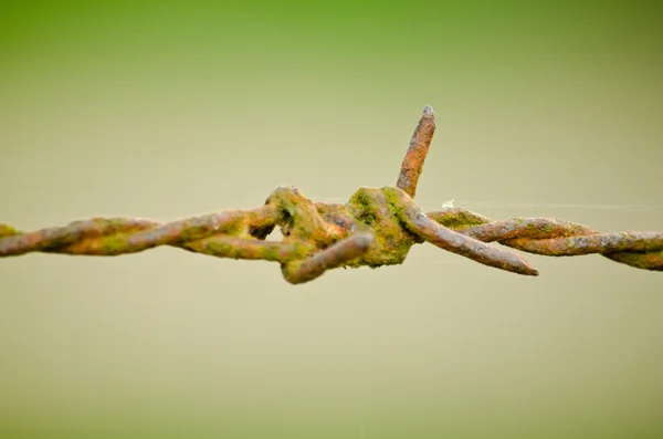 Dikenli tellerin eski ve yeşil arka planı vardır