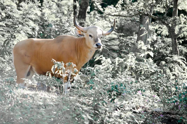 Banteng Red List Threatened Species Endangered Species Nature Thailand Looking — Stock Photo, Image