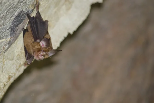 Los Murciélagos Están Durmiendo Cueva Colgando Período Techo Mediodía — Foto de Stock