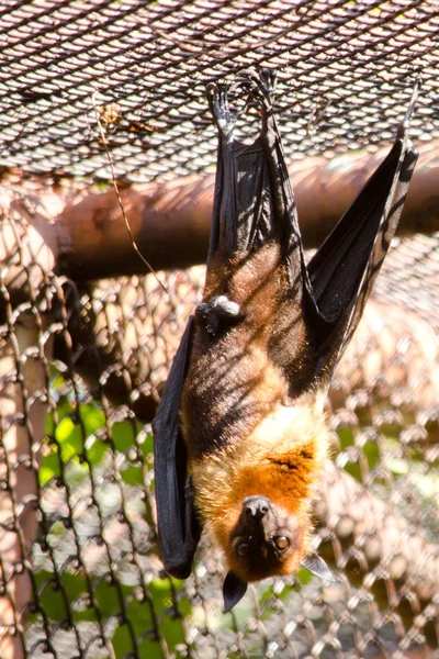 Renards Volants Noirs Suspendus Dans Une Cage — Photo