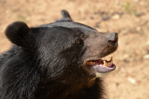 Kara Ayı ormandaki, Tayland 'daki tehlikeli bir türdür ve her yerde v şeklinde yaşar.