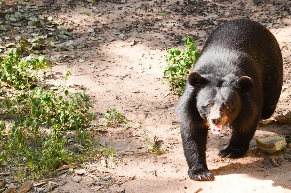 Kara Ayı ormandaki, Tayland 'daki tehlikeli bir türdür ve her yerde v şeklinde yaşar.