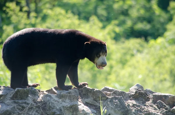 Малайський Сонячний Ведмідь Небезпечний Вид Лісі Таїланд Має Чорне Волосся — стокове фото