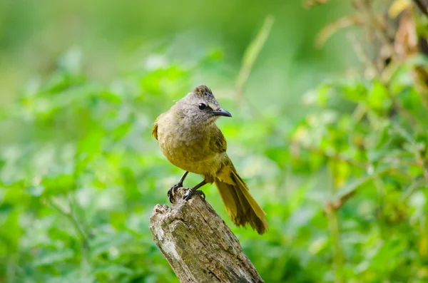 Branco Garganta Bulbul Sentado Árvore Tailândia — Fotografia de Stock