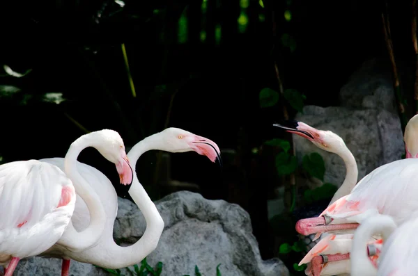 Flamingo Rosa Fundo Verde — Fotografia de Stock