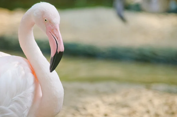 Flamingo Rosa Fundo Verde — Fotografia de Stock