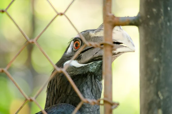 Hornbill Vivir Jaula Por Que Feliz Sería Liberar —  Fotos de Stock