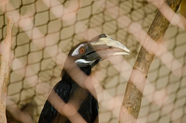 Hornbill Żyje Klatce Więc Nie Jest Szczęśliwy Wolnej Kopuły — Zdjęcie stockowe
