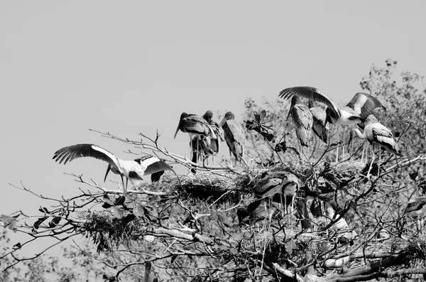 Büyük Kuş Ağaçta Oturuyor Orman Uçmaya Hazır — Stok fotoğraf