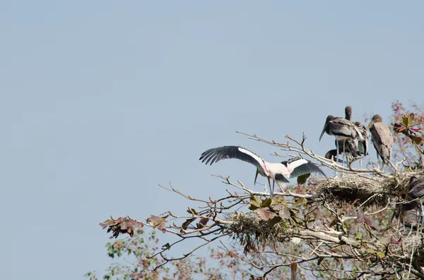 büyük kuş ağaçta oturuyor ve orman uçmaya hazır
