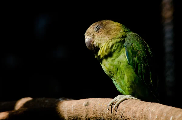 Green Parrot Cage Happy — Stock Photo, Image