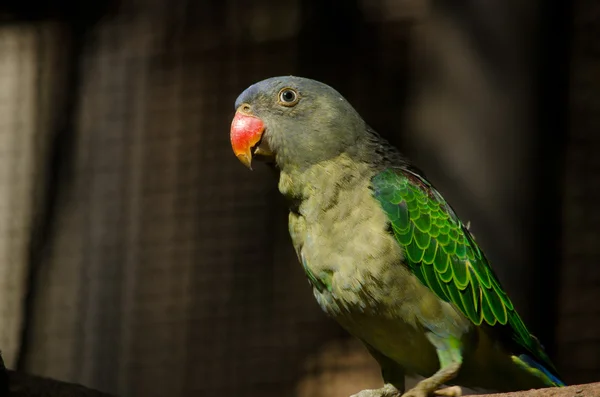 Loro Verde Está Jaula Feliz — Foto de Stock