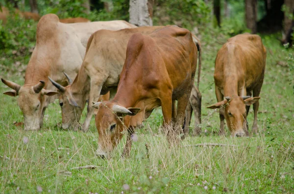 Vacas Está Comendo Grama Fazenda Tailândia — Fotografia de Stock