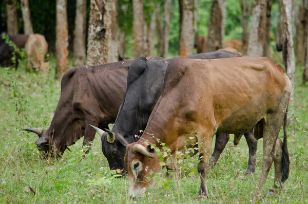 Vacas Está Comendo Grama Fazenda Tailândia — Fotografia de Stock