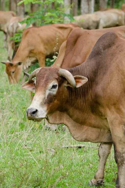 Cows Eatting Grass Farm Thailand — Stock Photo, Image