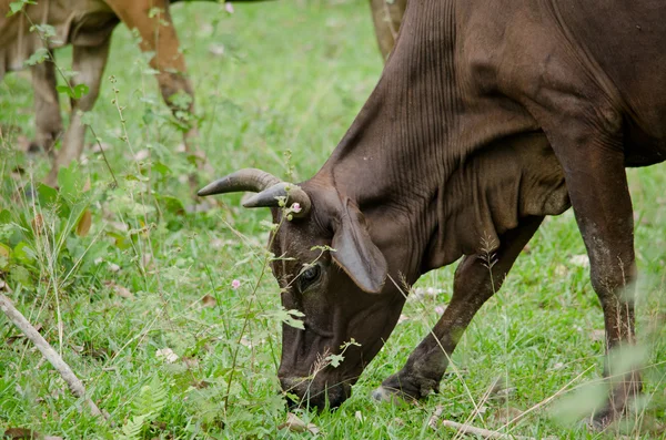 Cows Eatting Grass Farm Thailand — 스톡 사진