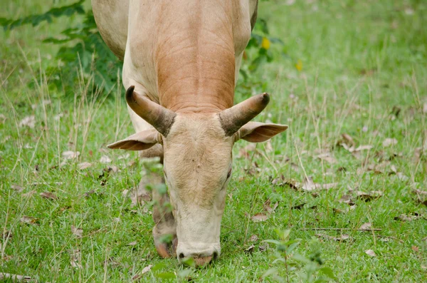 Cows Eatting Grass Farm Thailand — Stock Photo, Image