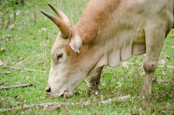 Cows Eatting Grass Farm Thailand — 스톡 사진