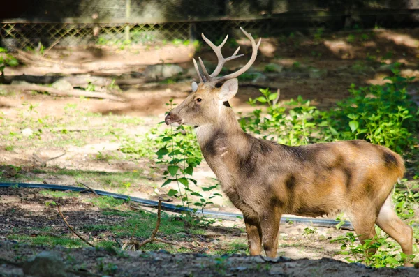 欧洲鹿 Eld Deer Panolia Eldii 是一种原产于东南亚的濒危鹿种 — 图库照片