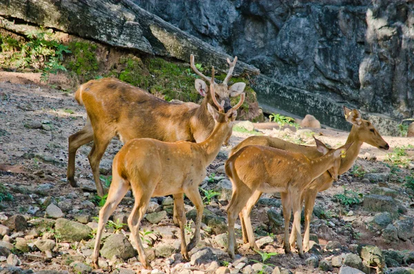 Eld Deer Panolia Eldii Also Known Thamin Brow Antlered Deer — Stock Photo, Image