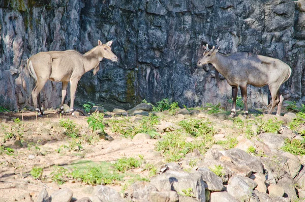 Eld Deer Panolia Eldii Also Known Thamin Brow Antlered Deer — ストック写真