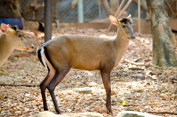 Muntjac Tenasserim Muntjac Muntiacus Feae Una Especie Rara Muntjac Nativo — Foto de Stock