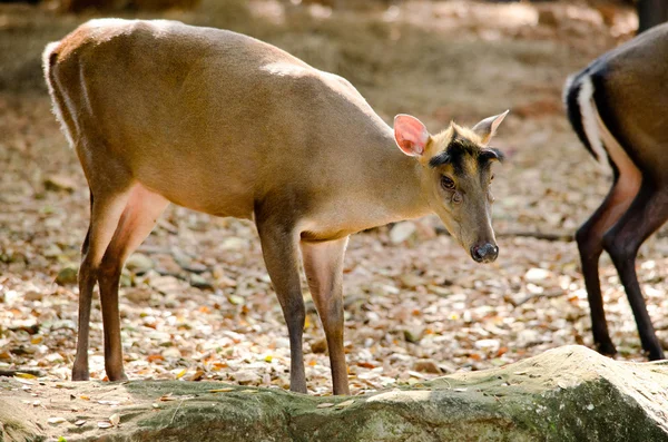 Muntjac Tenasserim Muntjac Muntiacus Feae Una Especie Rara Muntjac Nativo — Foto de Stock