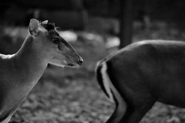 Muntjac Oder Tenasserim Muntjac Muntiacus Feae Ist Eine Seltene Muntjac — Stockfoto