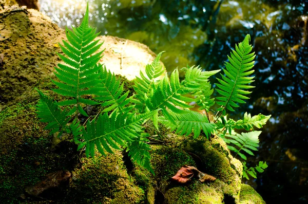 Textura Pozadí Zelené Kapradiny Růst Blízkosti Kamene — Stock fotografie