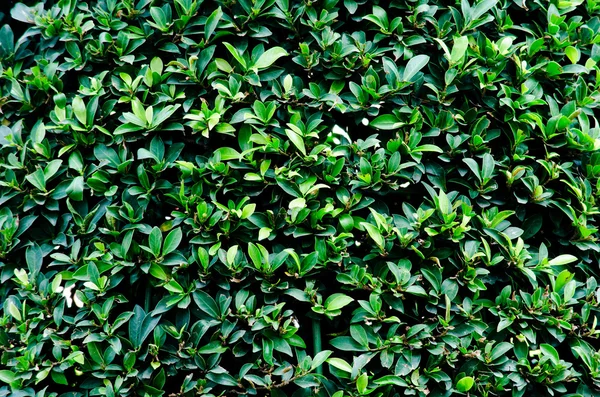 Yeşil Yaprak ve Mavi Çiçeğin Doku arkaplanı