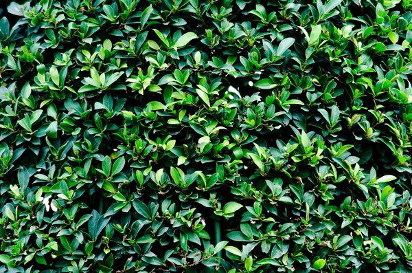 Текстура фона из зеленого листа и голубого цветка
