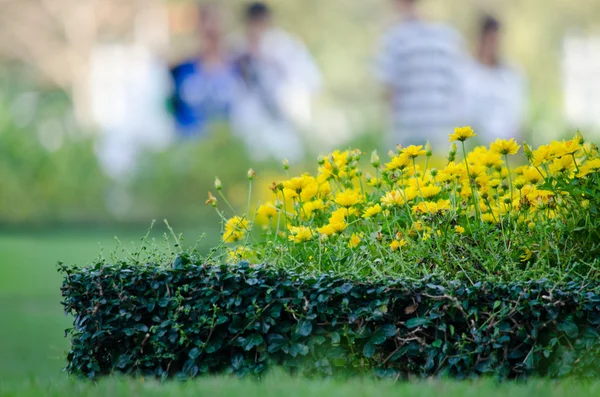 Yeşil Yaprak ve Mavi Çiçeğin Doku arkaplanı