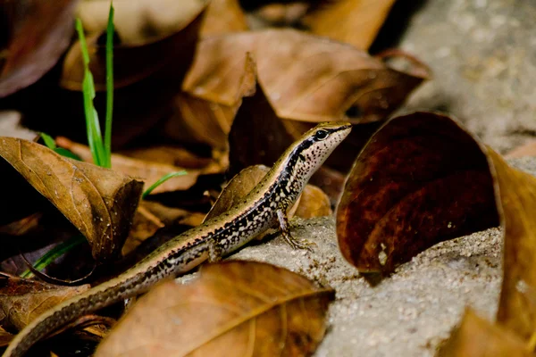 Groene Lizzard Eet Een Insect Het Bruine Blad — Stockfoto