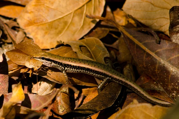 Groene Lizzard Eet Een Insect Het Bruine Blad — Stockfoto